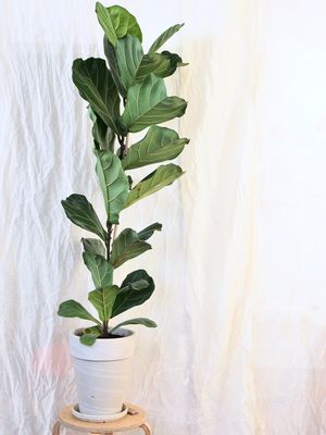 Ilustrasi tanaman hias fiddle leaf fig atau ketapang biola atau ara biola.