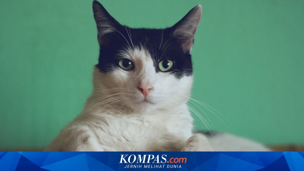 7 Tips Menghadapi Kucing yang Mogok Makan