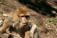 Tidak Bisa Ereksi, Monyet Ini Dibunuh Kawanannya secara Brutal