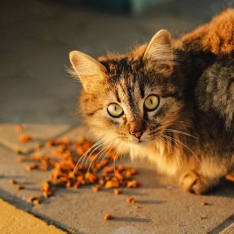 Sebagai cara mengusir kucing lainnya, cobalah untuk menjauhkan kucing dari sumber makanannya.