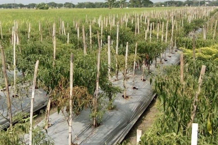 Ini Alasan Petani di Sragen Bagi-bagi Cabai