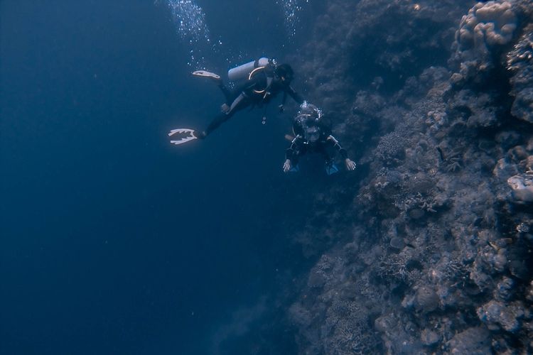 Wakatobi ditasbihkan menjadi titik penyelaman terbaik di dunia.