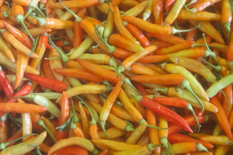 Kenapa Harus Tabur Garam Sebelum Goreng Cabai? Ini Penjelasannya!