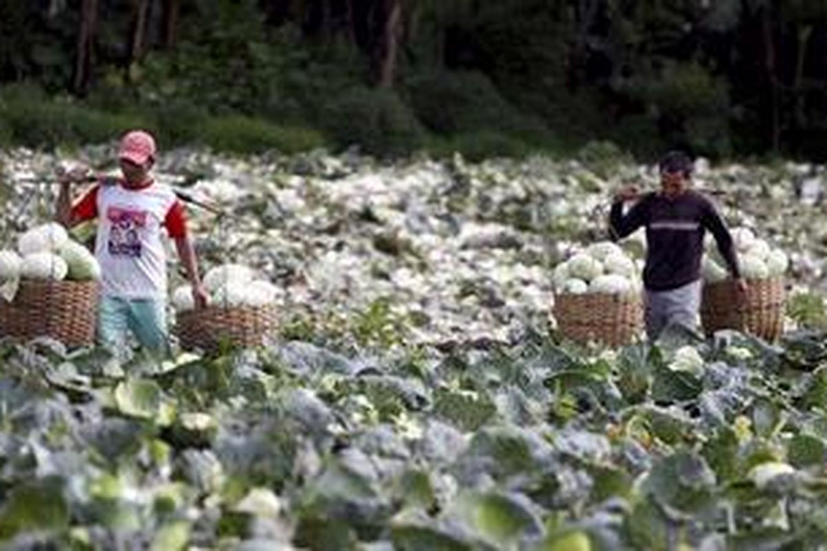  Buruh tani memanen sayur kol di Desa Cibereum, Kecamatan Kertasari, Bandung, Jawa Barat, Selasa (22/3/2011). Di kawasan itu, harga kol juga turun drastis dari Rp 3.000 per kilogram pada tiga bulan lalu, menjadi Rp 300 per kilogram. 