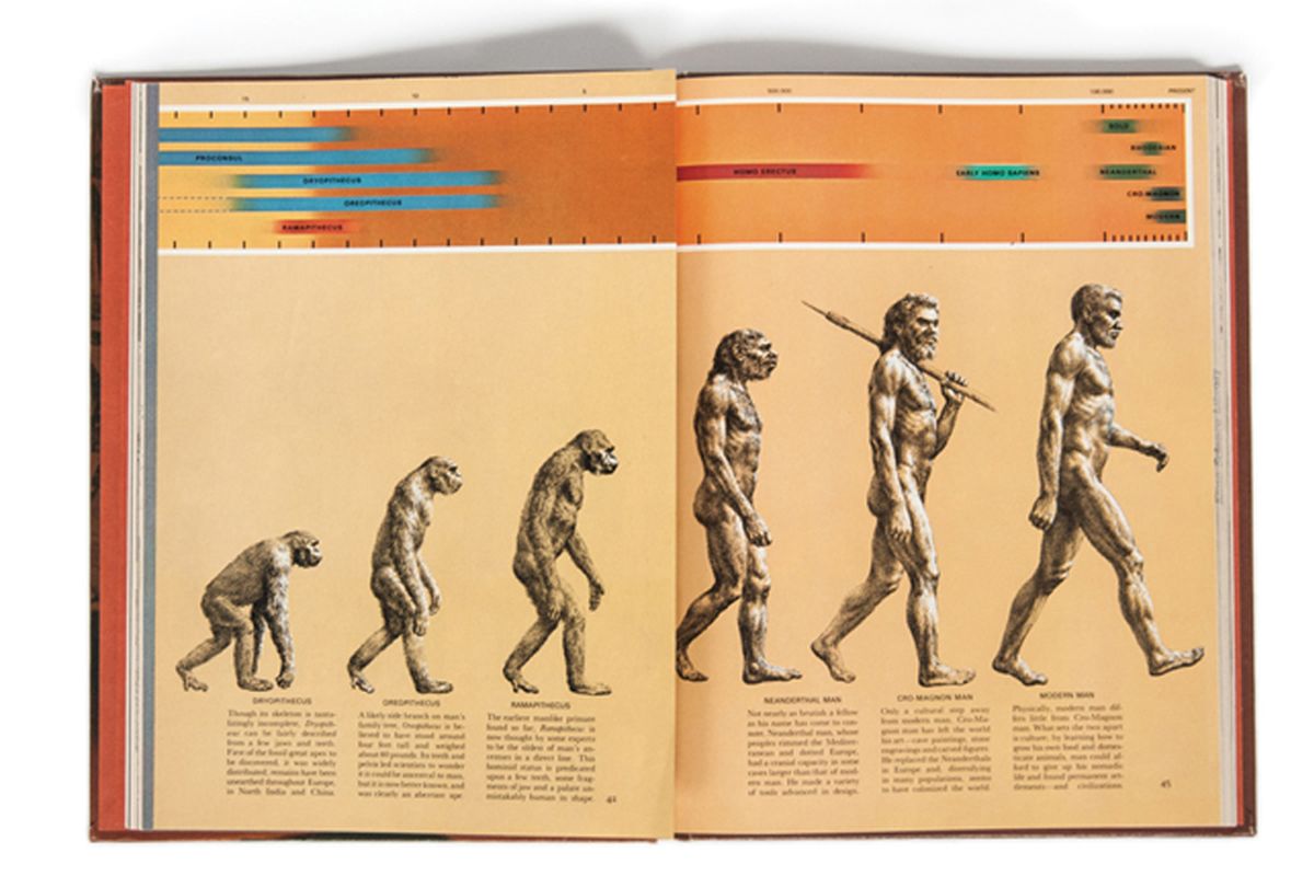Ilustrasi March of Progress oleh Rudolph Zallinger yang dimuat di buku Early Man (1965). Ilustrasi ikonis ini membuat banyak orang salah memahami evolusi.