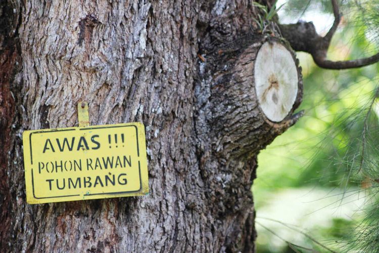 BPBD Cianjur, Jawa Barat, peringatkan masyarakat potensi pohon tumbang menyusul kondisi cuaca angin kencang akhir tahun ini..