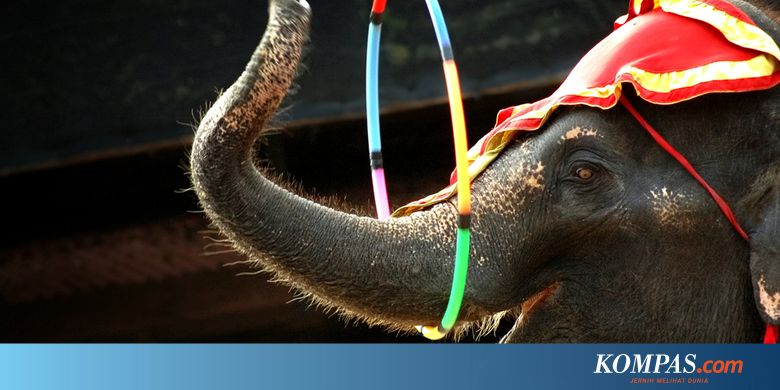 Pemerintah Denmark Tebus 4 Gajah Sirkus Terakhir Senilai Rp