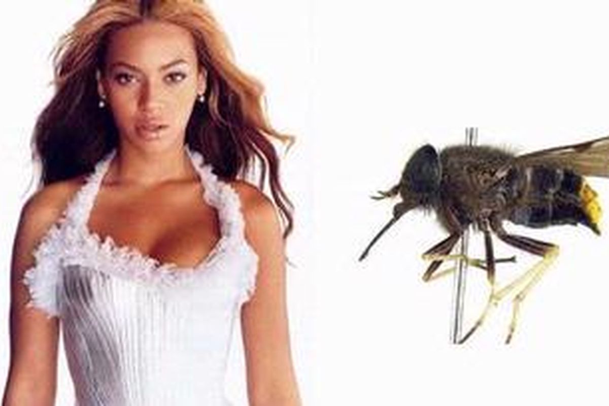 Beyonce menjadi inspirasi nama lalat kuda pantat emas Scaptia (Plinthina) beyonceae.