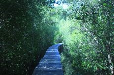 Mangrove Magelo'o di Sikka, Pilihan Wisata Saat Libur Lebaran di NTT