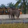 Seekor Gajah Melintas di Jalan Tol Pekanbaru-Dumai