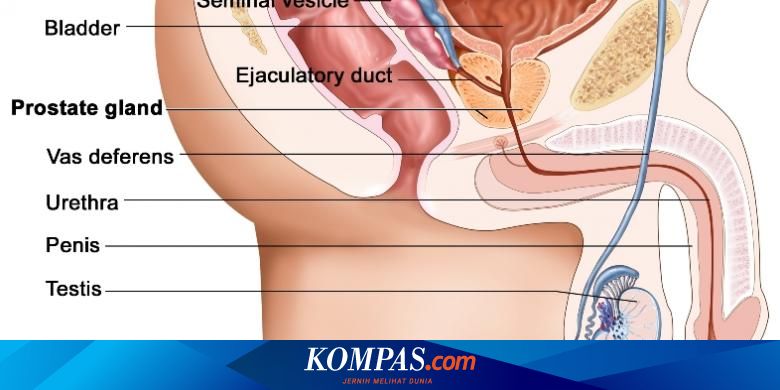 Berikut ini yang merupakan saluran reproduksi pada pria secara urut adalah ….