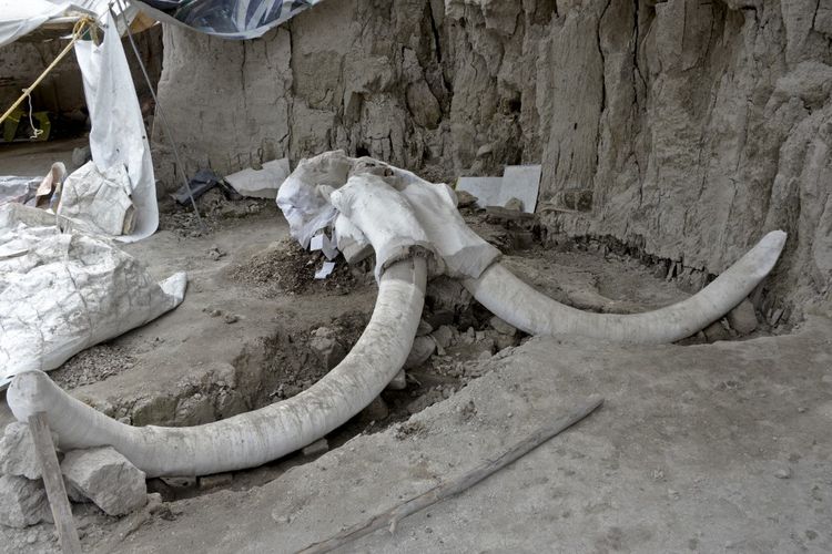 Foto ini dirilis National Institute of Anthropology (INAH), Meksiko, pada 6 November 2019. Dalam gambar menunjukkan taring raksasa mammoth yang ditemukan di situs Tultepec, Meksiko. Setidaknya ada 14 kerangka mammoth, yang diprediksi berusia sekitar 15.000 tahun. Kerangka mammoth ini ditemukan di lubang perangkap yang diyakini dibuat pemburu prasejarah.