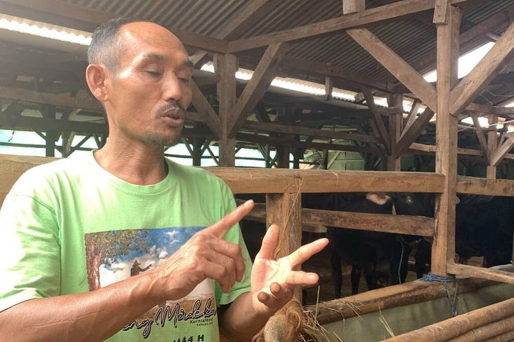 Salah seorang peternak sapi di Desa Cileunyi Wetan, saat memberikan pakan Sapi, Selasa (4/6/2024) para peternak sapi Cileunyi mengakui tahun ini penjuakan sapi mengalami penurunan penjualan