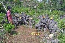 Kurangi Konflik dengan Manusia, Monyet di Gunungkidul Diberi Makan Pemerintah