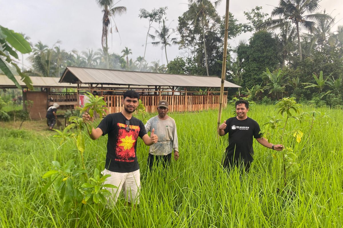Pemdes Kelir menunjukkan tanaman yang dianggarkan dari anggaran ketahanan pangan, Desa Kelir, Kecamatan Kalipuro, Jumat (17/1/2025)