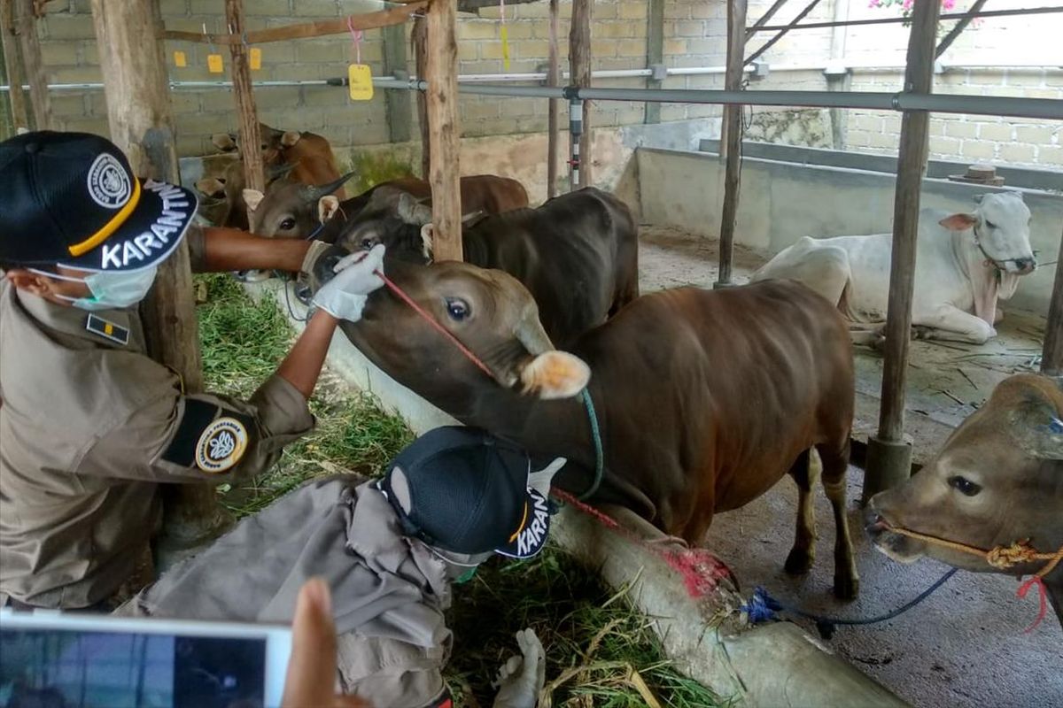  Balai Karantina Pertanian (Barantan) Kelas II Tanjungpinang mewaspadai penyakit pada hewan kurban menjelang hari raya Idul Adha 1440 Hijriah 2019.

Dan untuk mewaspadai dan memastikannya, Baratan Kelas II Tanjungpinang melakukan pemeriksaan kesejumlah kadang ternak yang ada di Tanjungpinang.