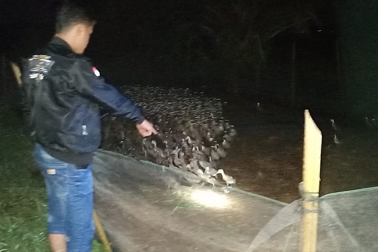 Penampakan ratusan bebek yang dicuri pria inisial HP di di Desa Teluk Meku, Kecamatan Babalan, Kabupaten Langkat, Sumatera Utara, Minggu (1/10/2023)