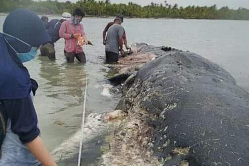 Seekor Paus 9,5 Meter Ditemukan Mati Terdampar di Perairan Wakatobi