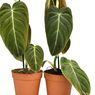 Cara Merawat Tanaman Hias Philodendron Black Gold
