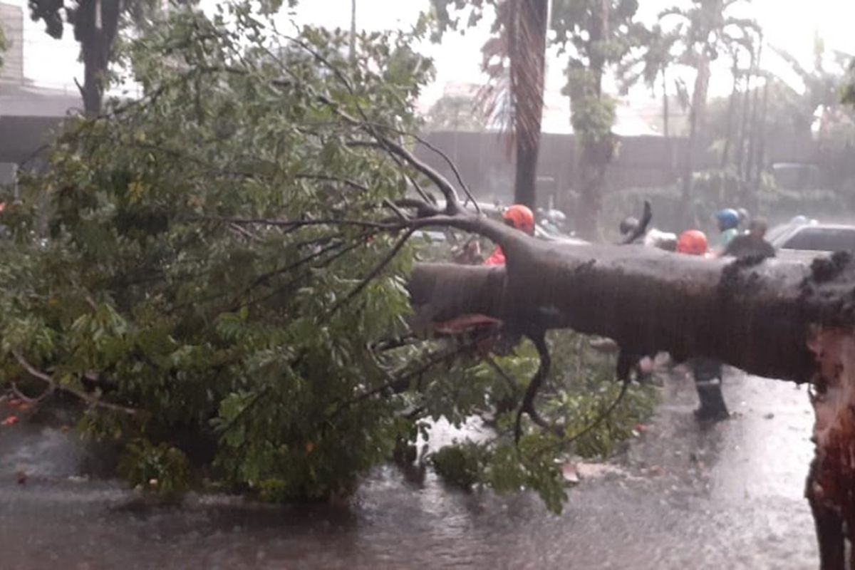 Pohon tumbang menghalangi jalan umum di di Jalan Raya Abdullah bin Nuh, Kecamatan Bogor Barat, Senin (11/11/2019).