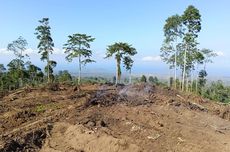 Kawasan Hutan di Tambora Kritis akibat Illegal Logging