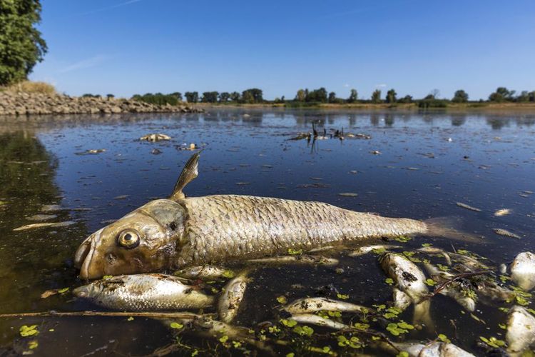 Ikan-ikan mati mengapung di Sungai Oder dekat Brieskow-Finkenheerd, Jerman timur, pada Kamis, 11 Agustus 2022. Sejumlah besar ikan mati telah terdampar di sepanjang tepi Sungai Oder antara Jerman dan Polandia. 