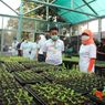 Jakarta Punya Wisata Pertanian, Bisa Belajar Bercocok Tanam