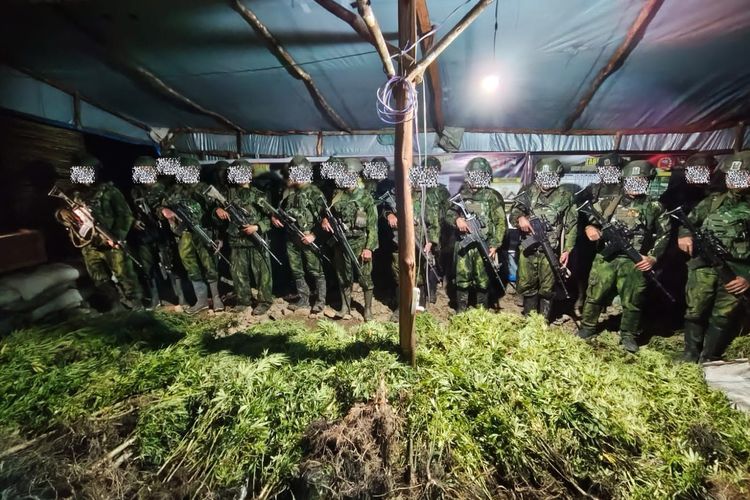 5.000 Batang Ganja di Temukan di Yahukimo Papua, Pelaku Diburu