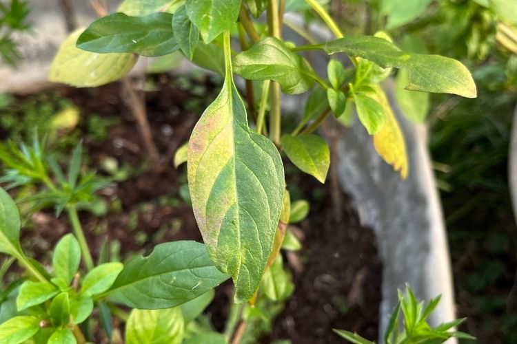 6 Penyebab Daun Kemangi Menguning Dan Cara Mencegahnya