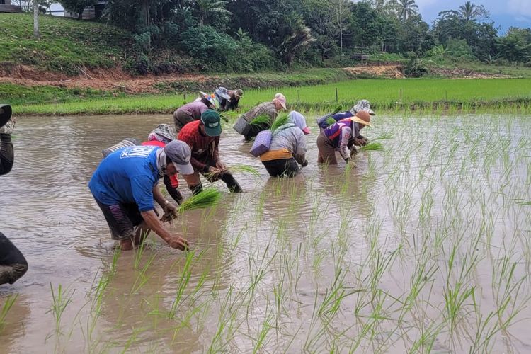 Musim tanam padi di dataran tinggi Krayan, Nunukan, Kaltara. Padi Adan Krayan merupakan padi organik yang digemari Sultan Brunei Hasanul Bolkiah