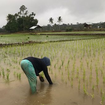 Seorang petani perempuan di Kabupaten Mukomuko, Bengkulu, menanam padi. Para petani menyarankan agar pemerintah menyetop subsidi pupuk namun dialihkan ke subsidi gabah.