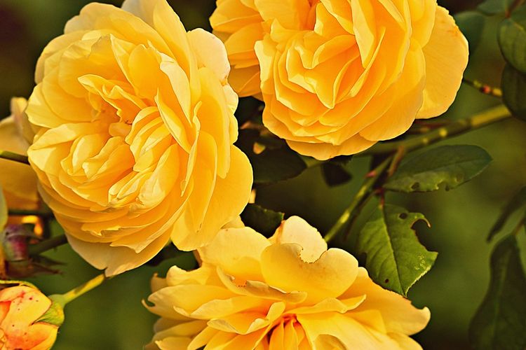 Ilustrasi bunga mawar kuning. 