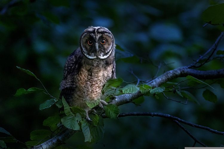 Burung hantu kerap disimbolkan sebagai hal mistis.