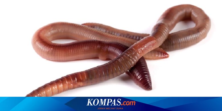Fakta Tentang Cacing Tanah Mampu Membunuh Bakteri Dan Disinfeksi Sekitar Halaman All Kompas Com