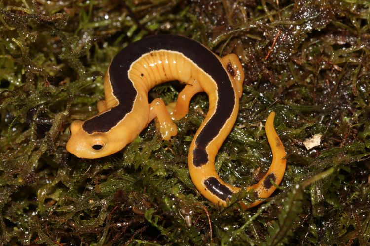 Salamander Jackson