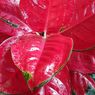Cara Simpel untuk Membuat Daun Aglonema Mengilap