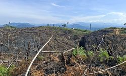 DPR Soroti Penertiban 4,09 Juta Hektar Sawit oleh Satgas PKH, Minta Kepastian Hukum