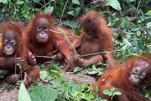 Bagaimana 5 Bayi Orangutan Sumatera Bisa Telantar di India? Ini Kisah Kelam di Baliknya