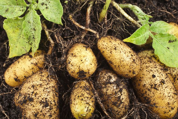 Ilustrasi menanam kentang, budidaya kentang. 