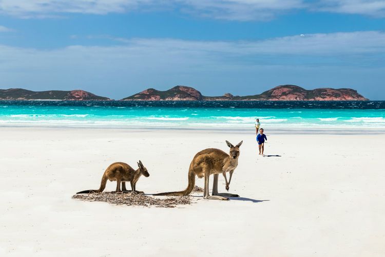 Ilustrasi kanguru di Lucky Bay, Australia Barat (Western Australia).