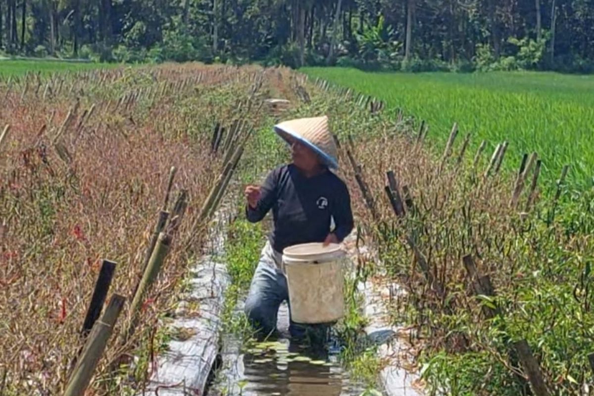 Petani cabai di Kebumen sedang memanen sisa cabai yang gagam panen 