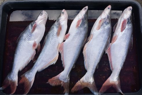 5 Cara Bersihkan Ikan Patin yang Mudah, Bebas Lendir dan Bau Lumpur