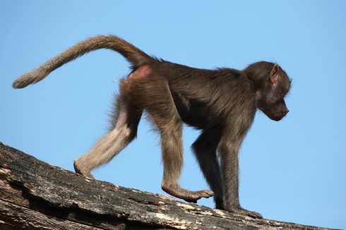 Nestapa Bocah SD di Badung, Diserang Monyet Saat Berangkat ke Sekolah, Kesulitan Dapat Vaksin Anti-rabies