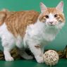 Mengenal Ras Kucing American Bobtail, Si Ekor Pendek yang Menggemaskan