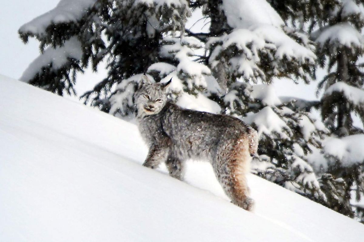 lynx Kanada yang akan dicabut perlindungannya