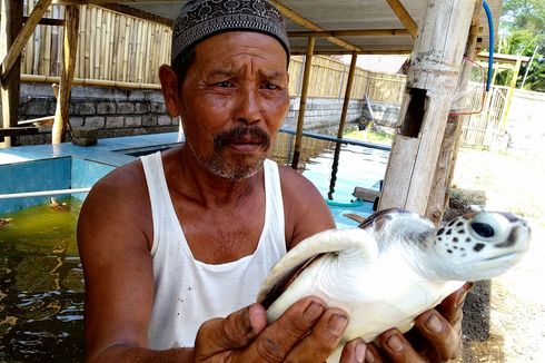 Cerita Mbah Peno dan Desa Penangkaran Penyu yang Bakal Jadi Lokasi Wisata 