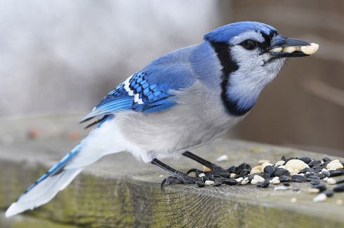 Kamasutra Satwa: Disebut Burung Cinta Sejati, Blue Jay Hanya Kawin Sekali Seumur Hidup