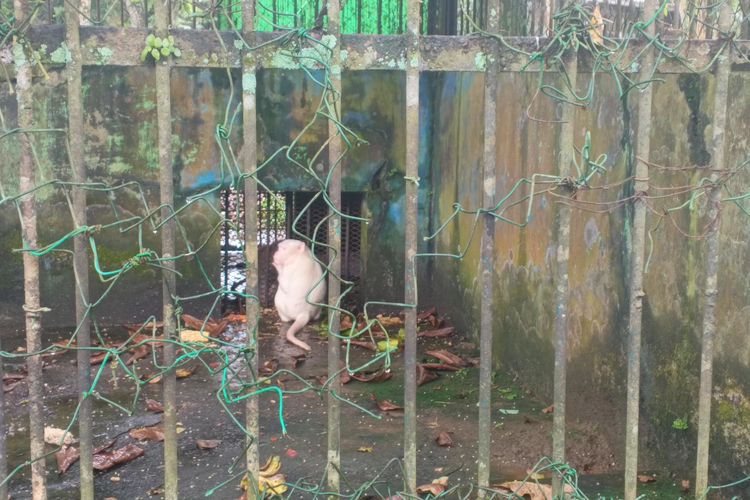 Kondisi kandang Medan Zoo yang terlihat rusak, Rabu (10/1/2024)