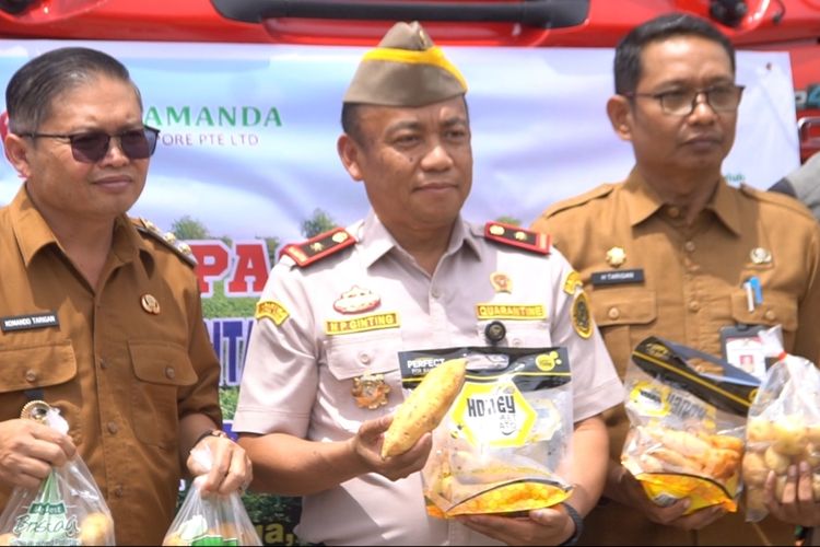 20 Ton Kentang dan Ubi dari Karo Diekspor ke Singapura, Ini Tantangan Petaninya