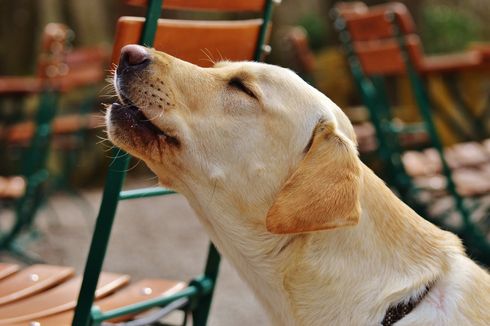 Ketahui Alasan Anjing Suka Berperilaku Aneh